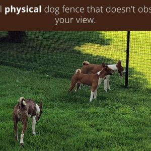 4dogs