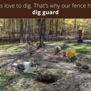 digdog