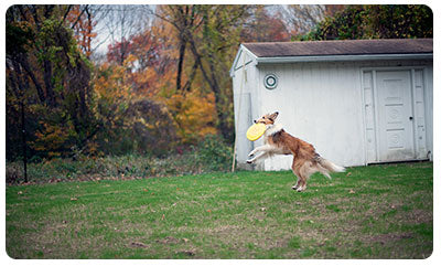 dog fences