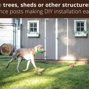 dog-grey-shed