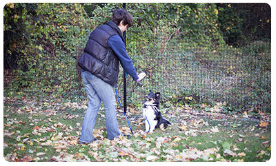dog fences