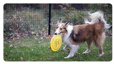 dog fence