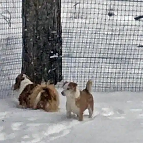 garden safety, dog protection, plant preservation - dog-proof garden fencing