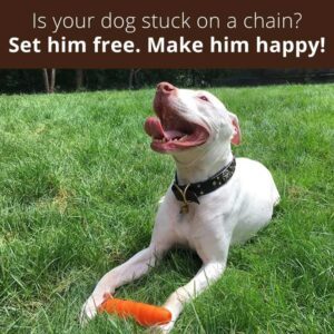 happydog