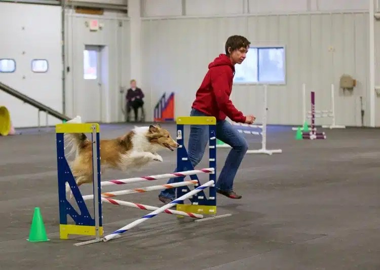 Pet Playgrounds Fence - non-electric dog fence