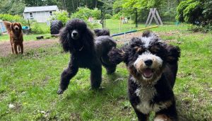 Managing-Multiple-Dogs_-Here_s-Your-Ideal-Fence-Setup_1745533362