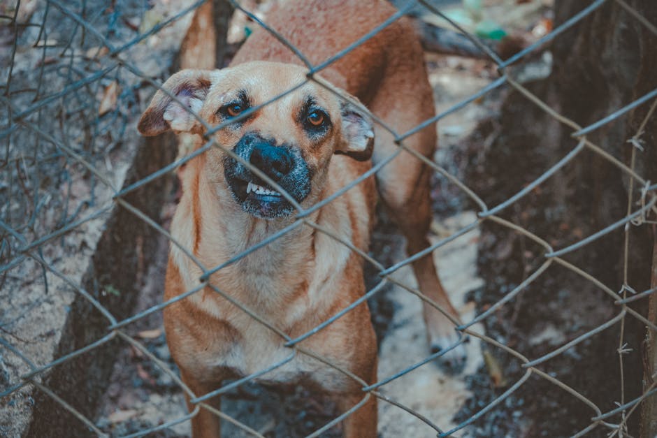 dog fence - no climb fencing for dogs