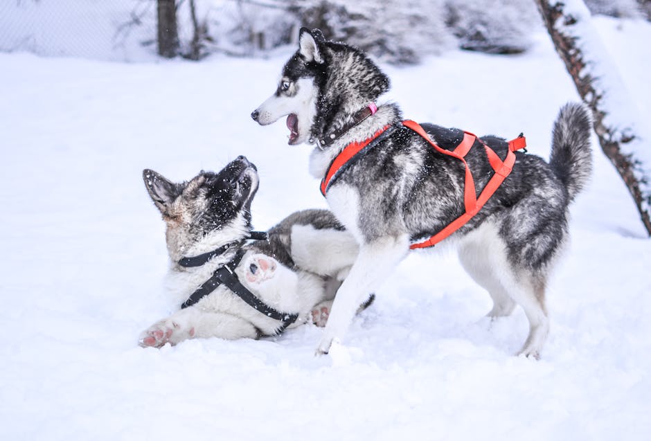 Dogs often dig out of boredom or to cool down. - anti dig dog fence
