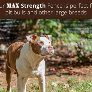 pitbulls