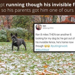 ran-through-fence