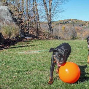 outdoor dog fences