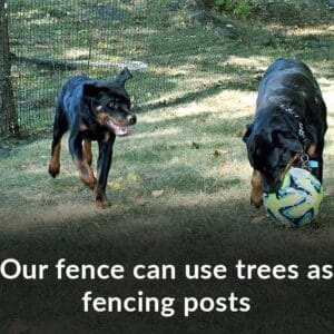 rottweiler playing