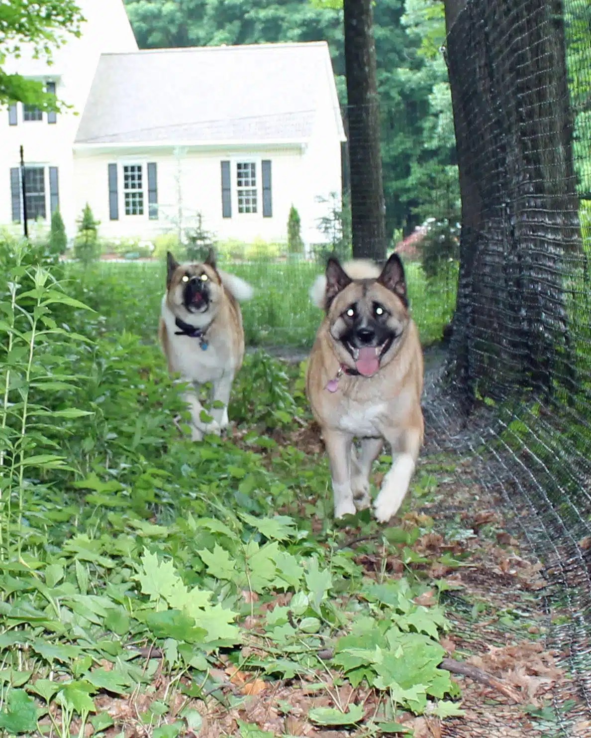 Dog fence options - aesthetic dog fence