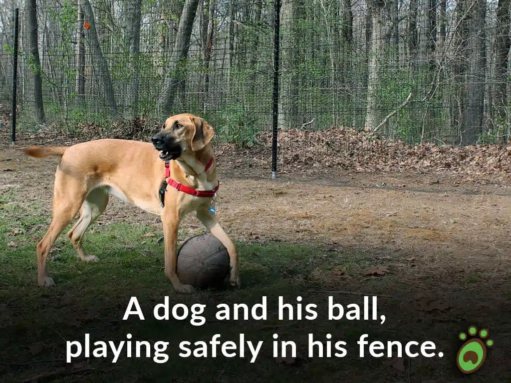 Pet playground Dog Fences