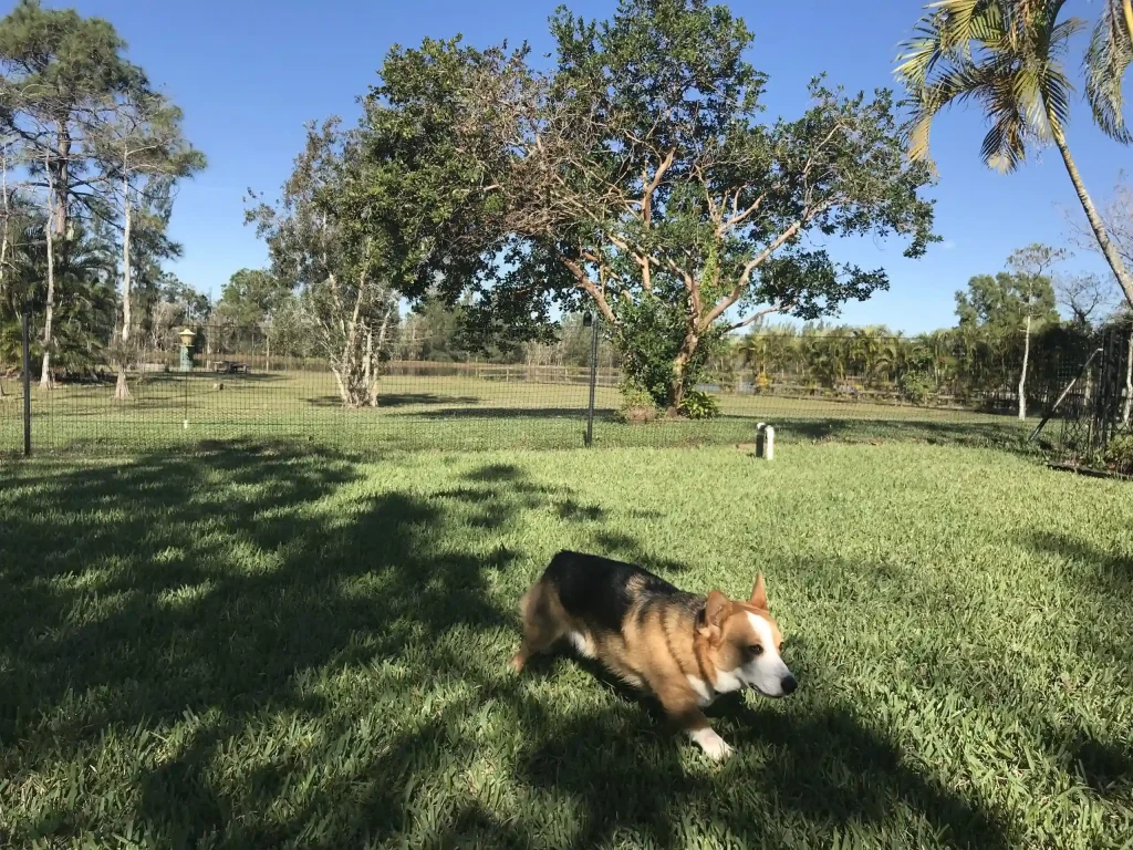 Pet playground Dog Fences