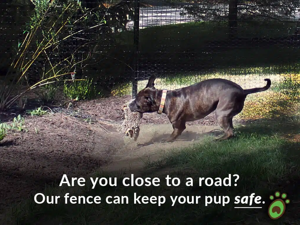 Pet playground Dog Fences