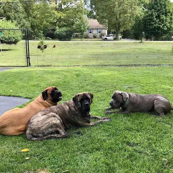 Pet playground Dog Fences