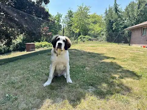 Pet playground Dog Fences