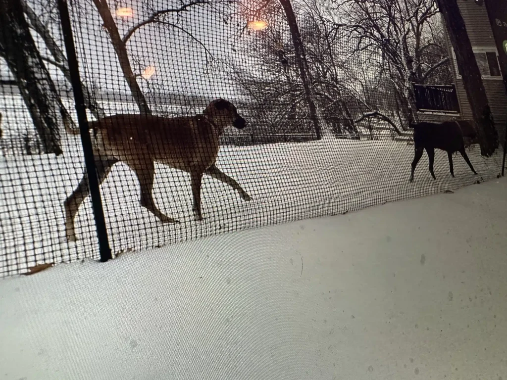 Pet playground Dog Fences