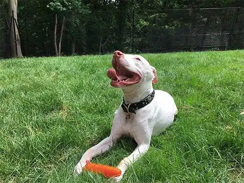 Pet playground Dog Fences